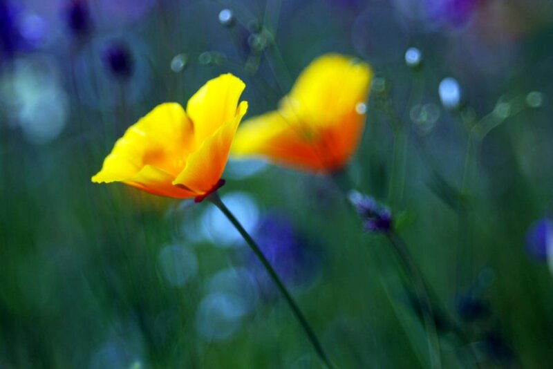 Yellow Poppy Flowers — Serene, Spring