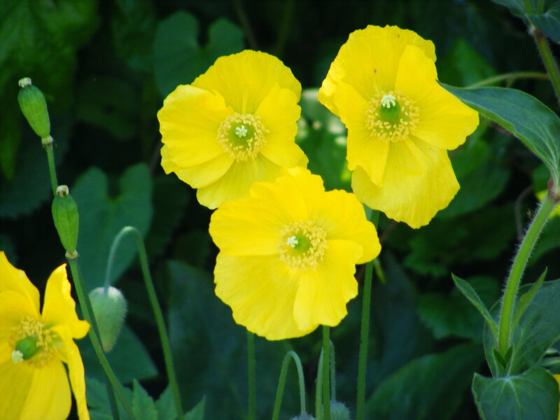 yellow poppy flowers
