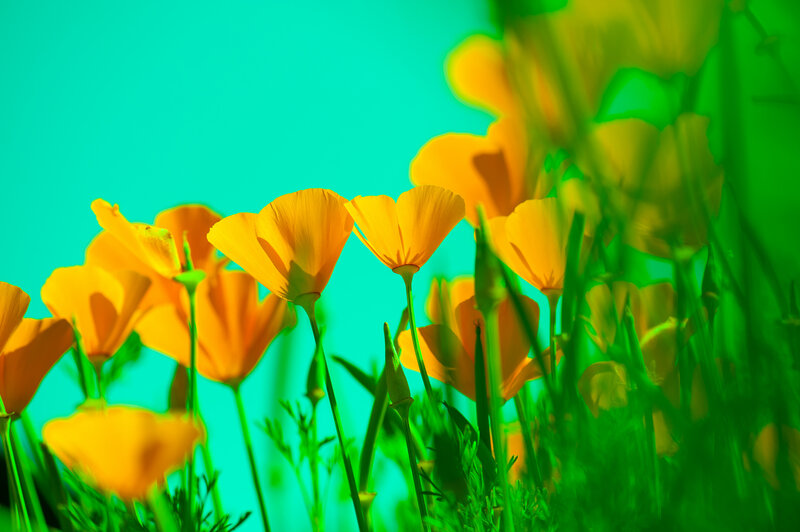 Yellow Poppy Flowers — Vibrant, Afternoon