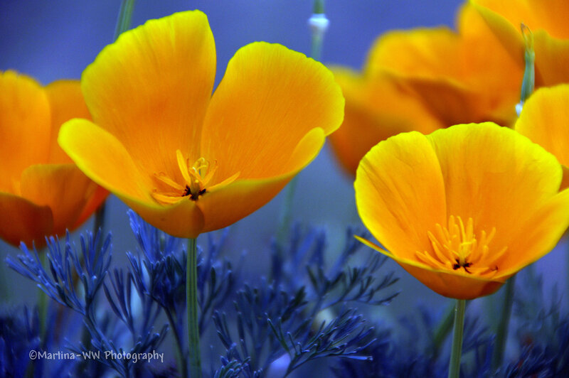 Yellow Poppy Flowers — Vibrant, Photograph, Blue Foliage