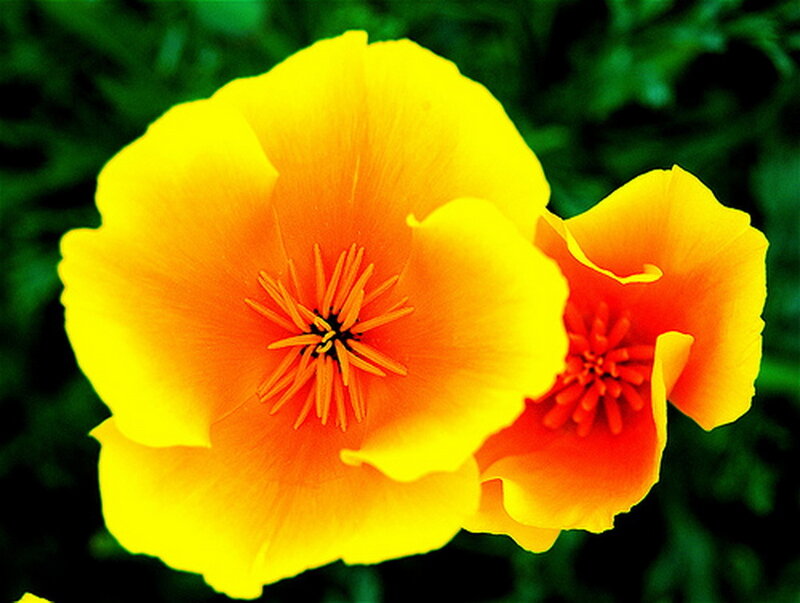 Yellow Poppy Flowers — Vibrant, Photograph
