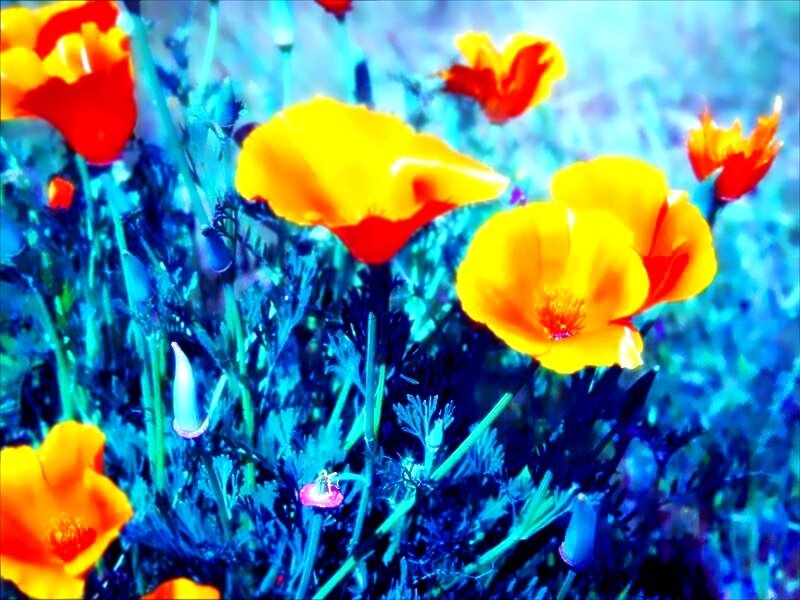 Yellow Poppy Flowers — Vibrant