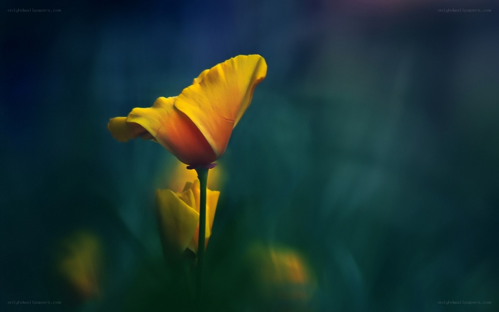 yellow poppy in soft focus