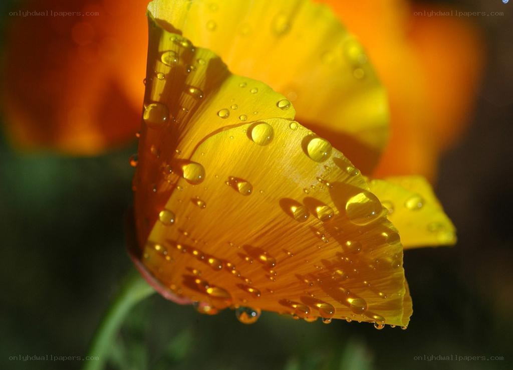 Yellow poppy with water droplets