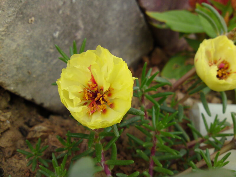 Yellow Portulaca Flower — Natural