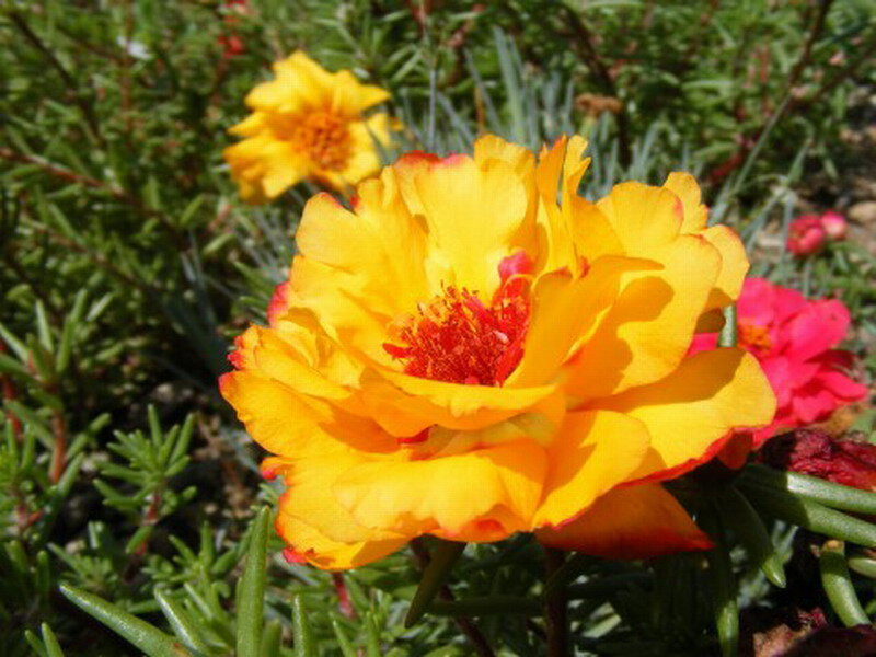 Yellow Portulaca Flower