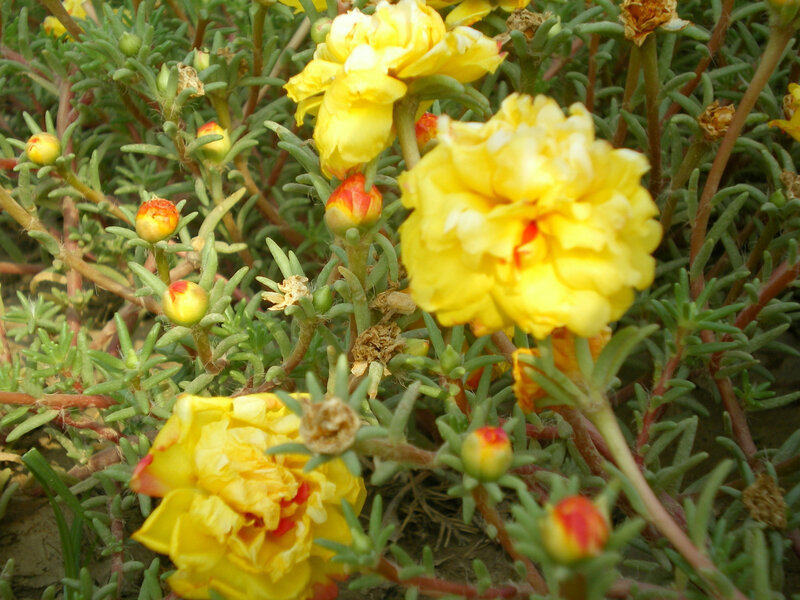 Yellow Portulaca flowers in bloom