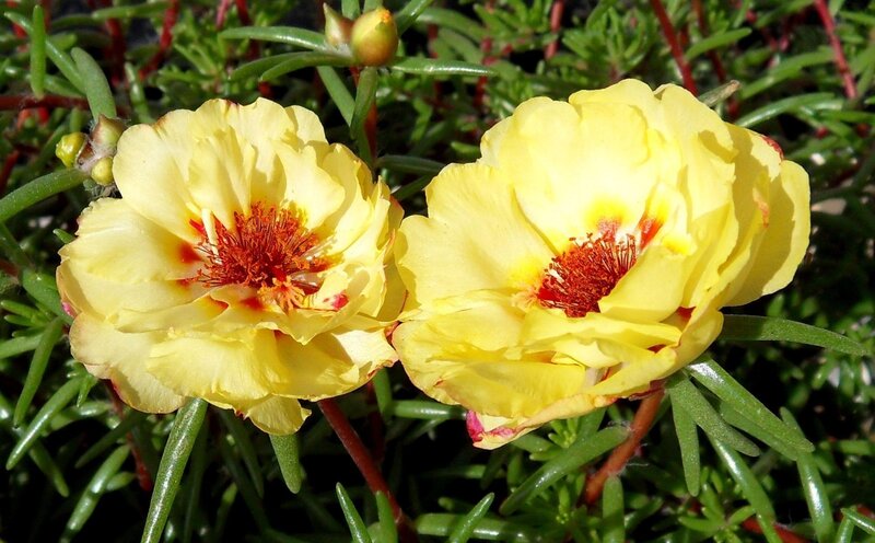yellow portulaca flowers