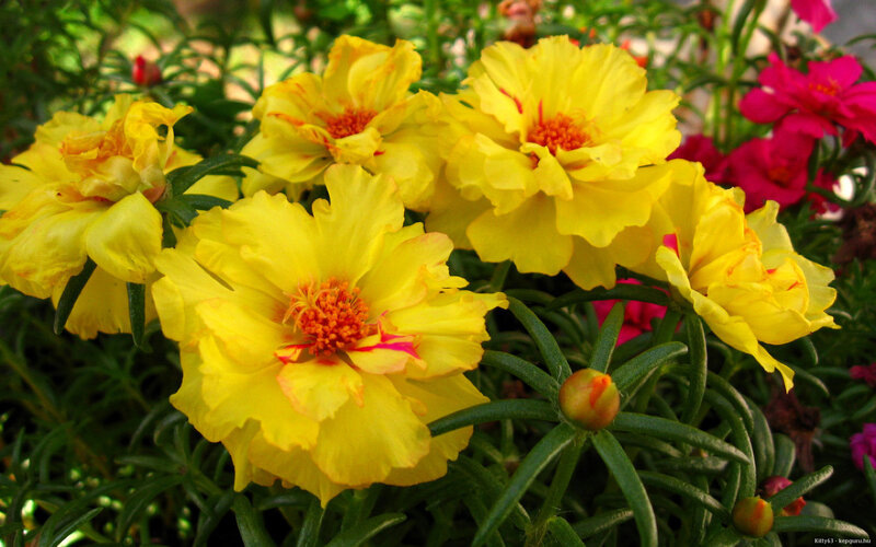 Yellow Portulaca Flowers — Vibrant