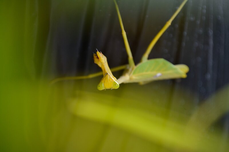 Yellow Praying Mantis