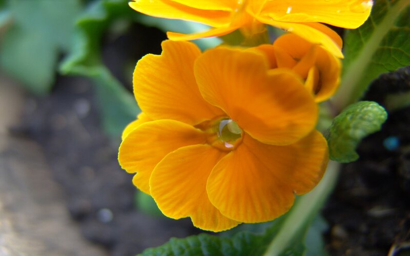 Yellow Primrose Flower