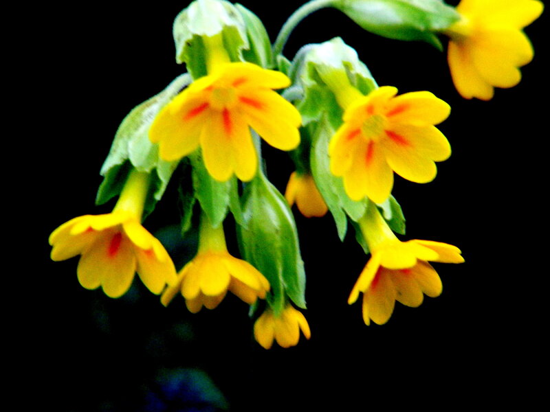 Yellow primrose flowers
