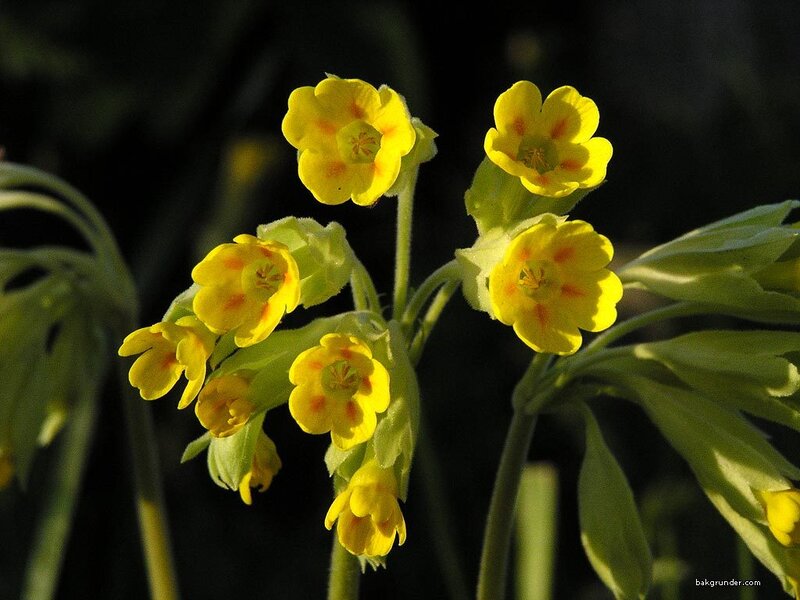 yellow primrose flowers
