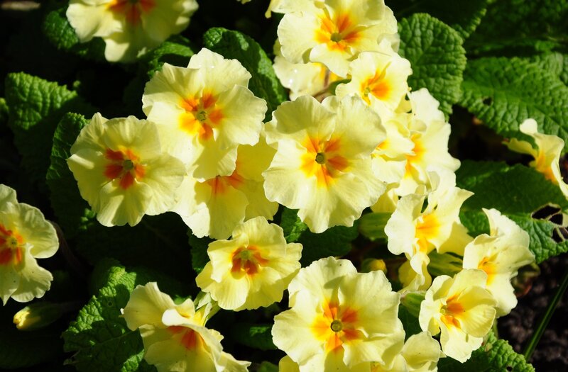 Yellow Primrose Flowers — Bright, Afternoon