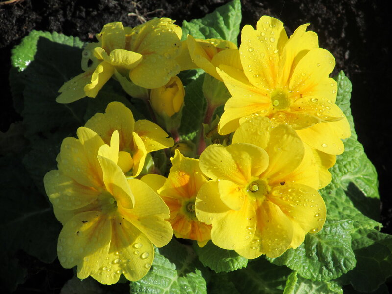 Yellow Primrose Flowers — Bright, Morning