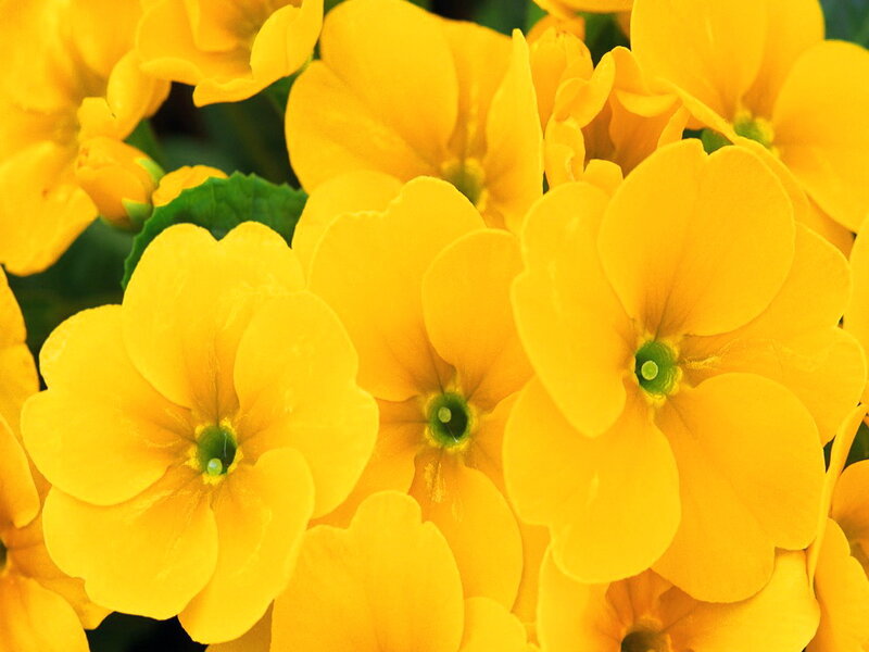 Yellow Primrose Flowers — Bright, Photograph