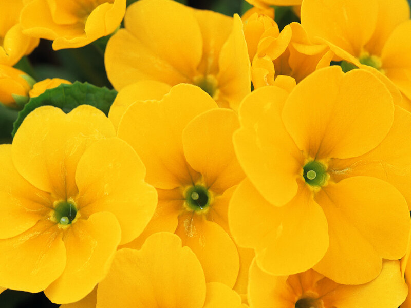 Yellow Primrose Flowers — Bright, Spring