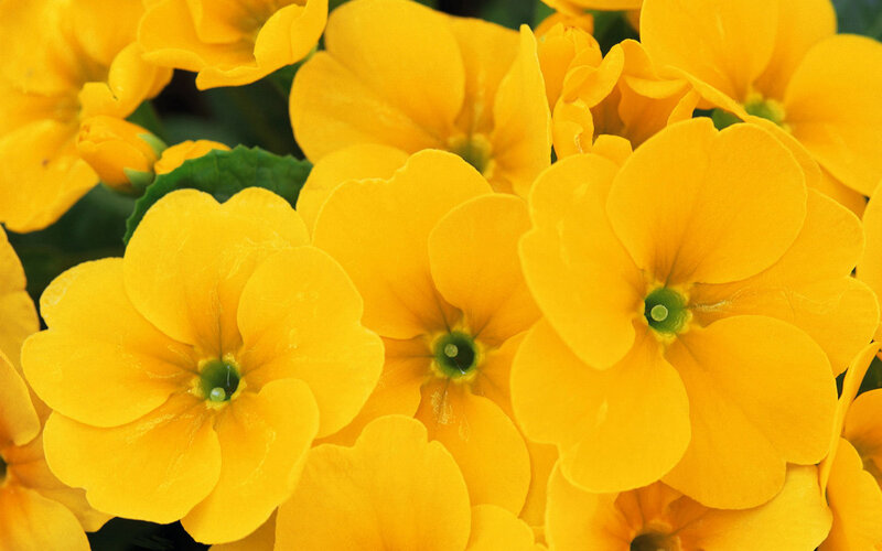 Yellow Primrose Flowers — Bright