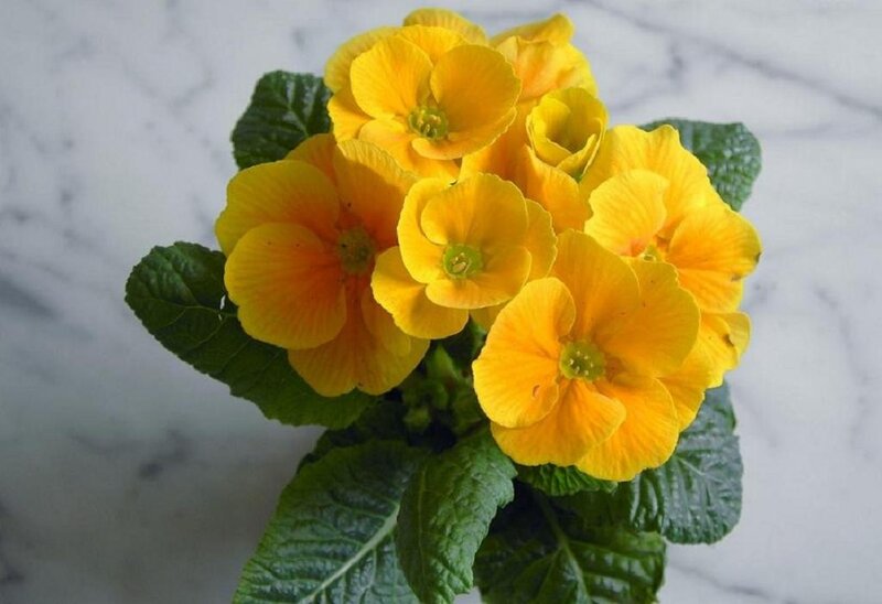 Yellow Primrose Flowers — Calm, Photograph, Green Leaves