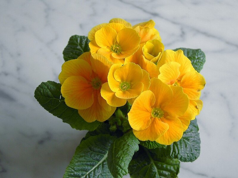 Yellow Primrose Flowers — Calm, Photograph