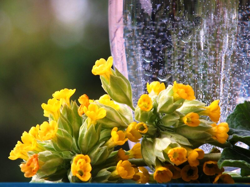 Yellow Primrose Flowers — Calm, Spring, Photograph, Bubbles