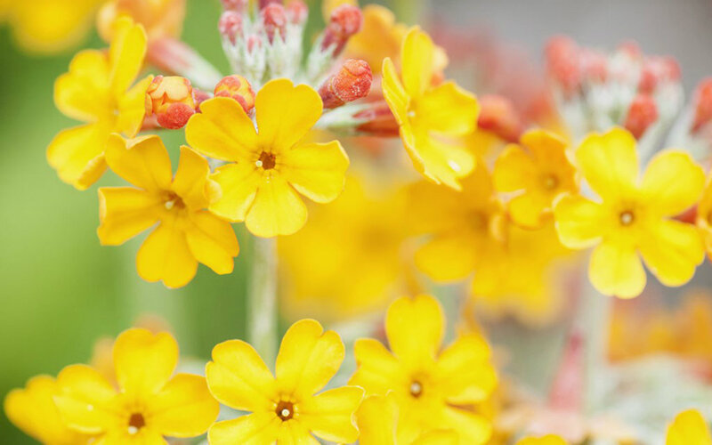 Yellow Primrose Flowers — Calm, Spring, Photograph, Buds