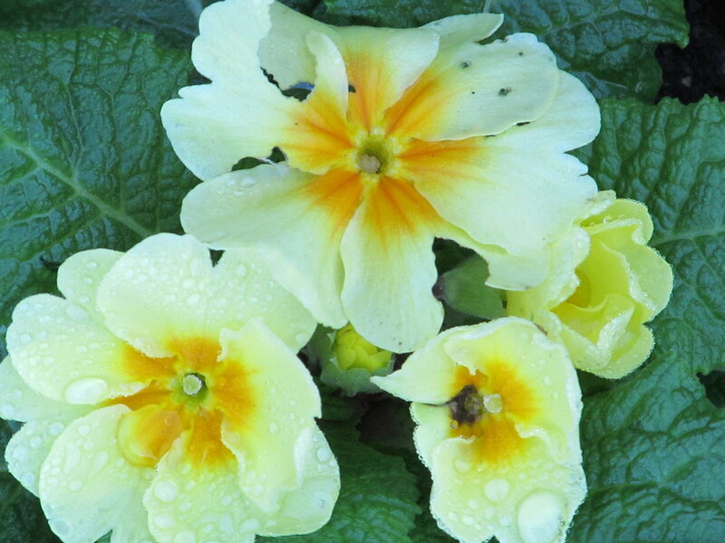 Yellow Primrose Flowers — Calm, Spring, Photograph, Leaves