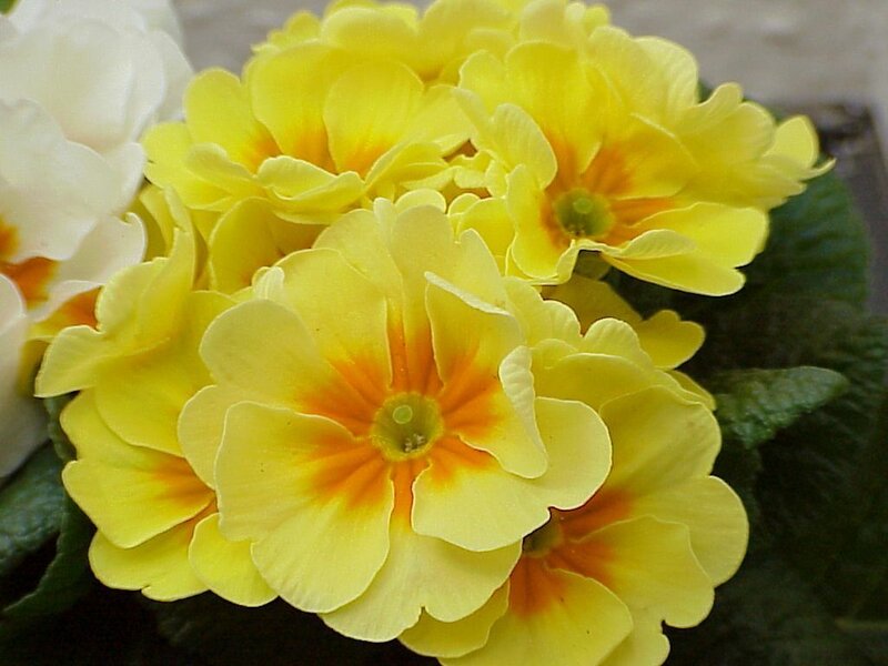 Yellow Primrose Flowers — Calm, Spring