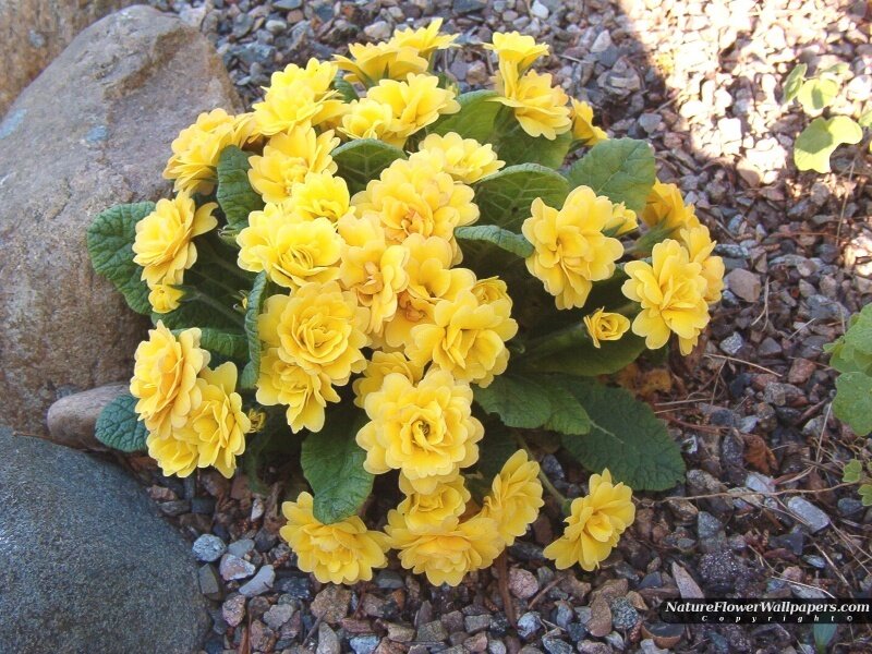 Yellow Primrose Flowers — Calm