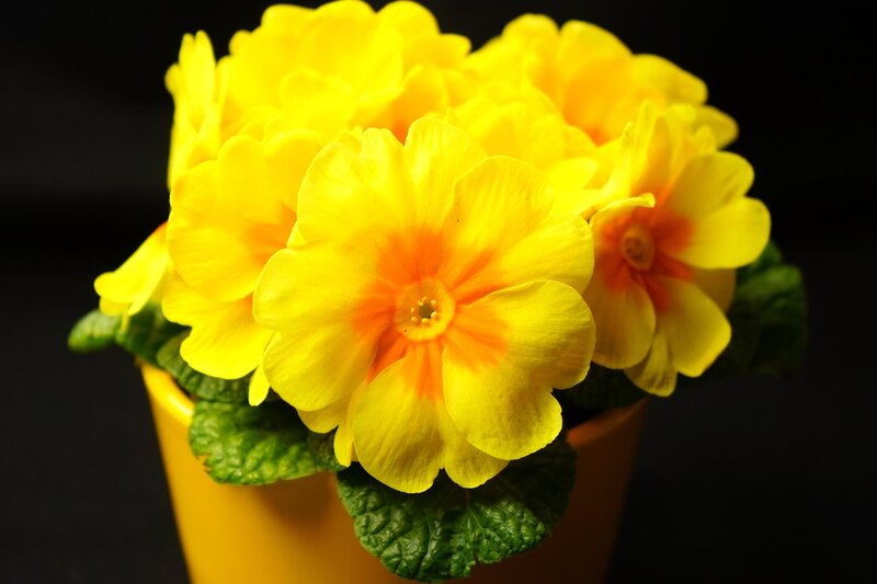 Yellow Primrose Flowers — Dramatic