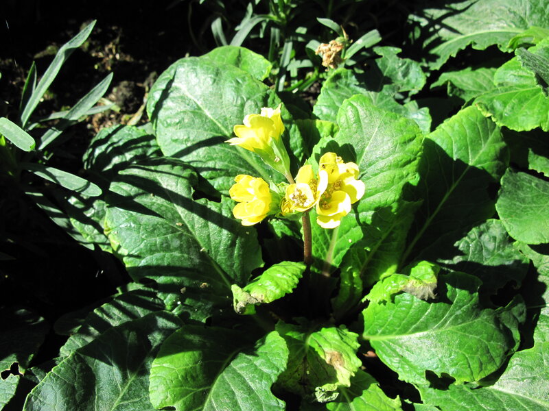 Yellow Primrose Flowers — Natural, Afternoon