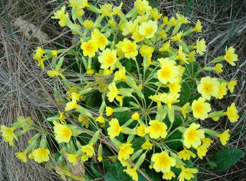 Yellow Primrose Flowers — Natural, Spring, Photograph, Grass