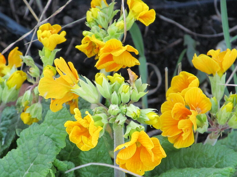 Yellow Primrose Flowers — Natural, Spring, Photograph, Green Leaves