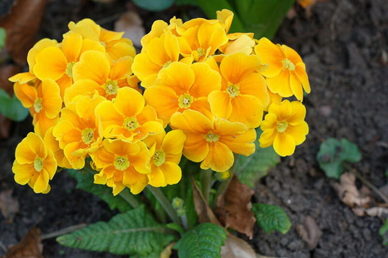 Yellow Primrose Flowers — Natural, Spring, Photograph