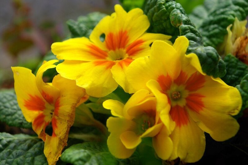 Yellow Primrose Flowers — Natural