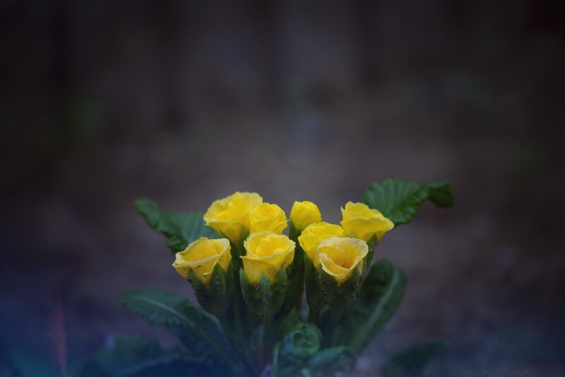 Yellow Primrose Flowers — Serene, Night