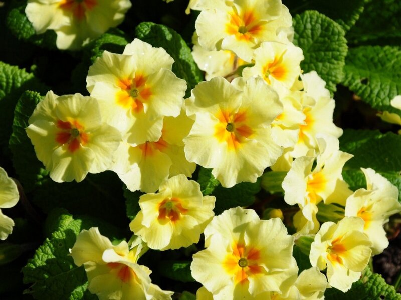 Yellow Primrose Flowers — Serene