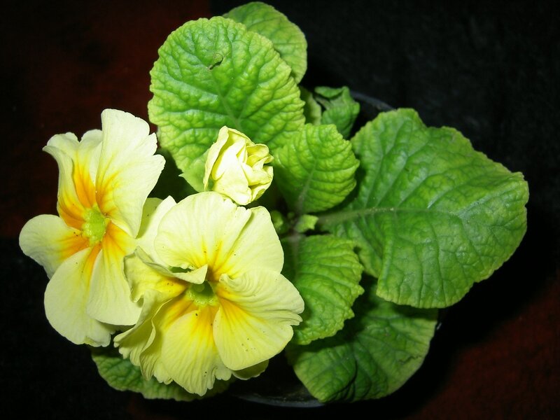 yellow primrose flowers