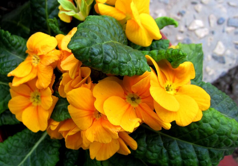 Yellow Primrose Flowers — Vibrant