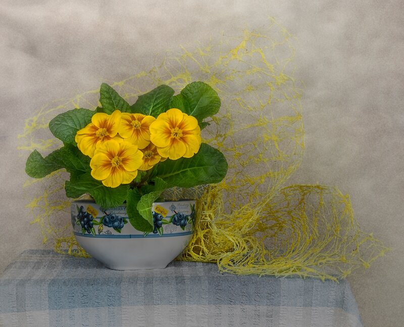 Yellow Primrose in Bowl