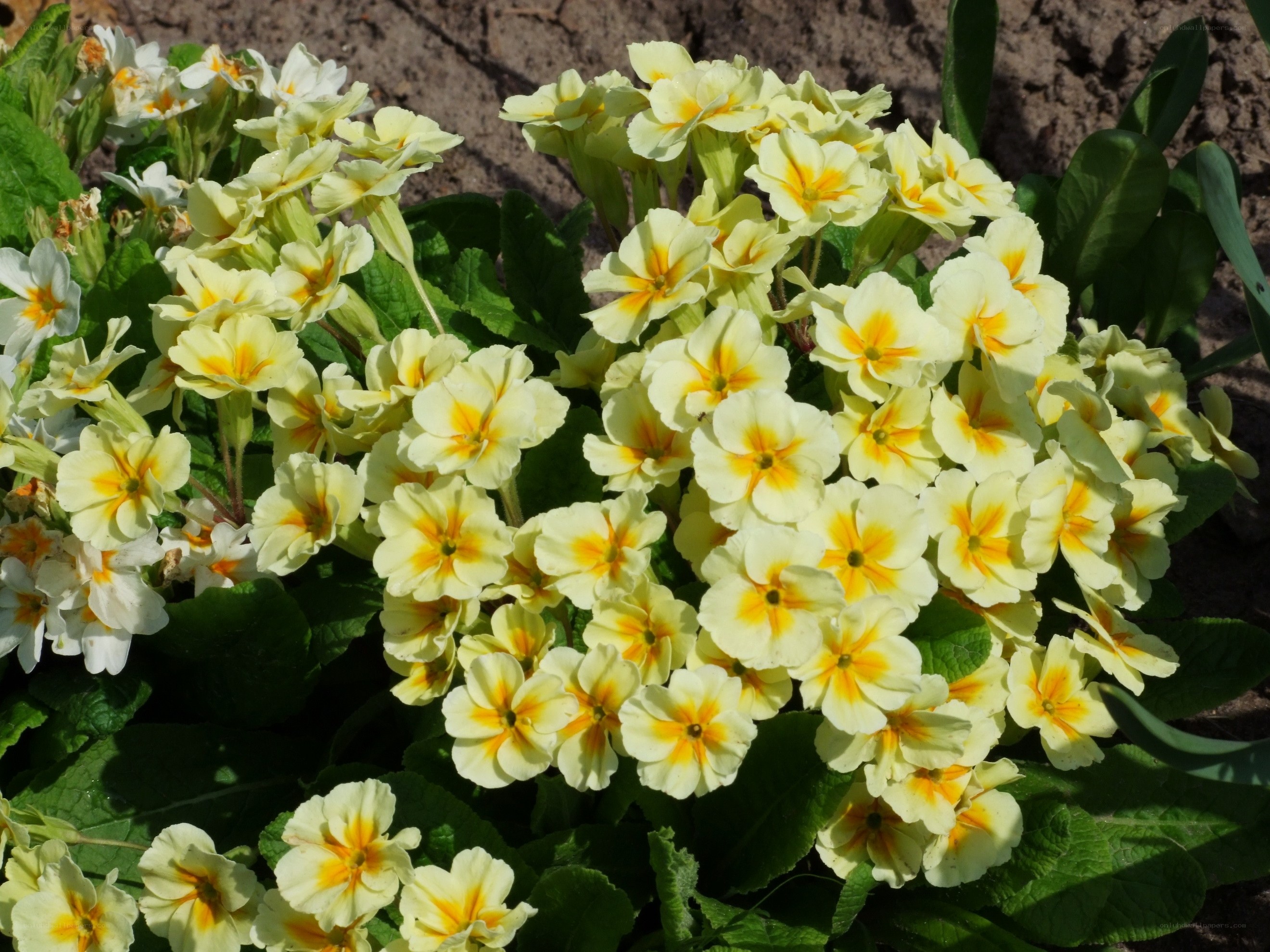 yellow primroses in bloom