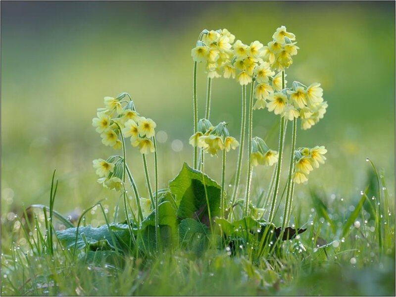 Yellow primroses in dewy grass