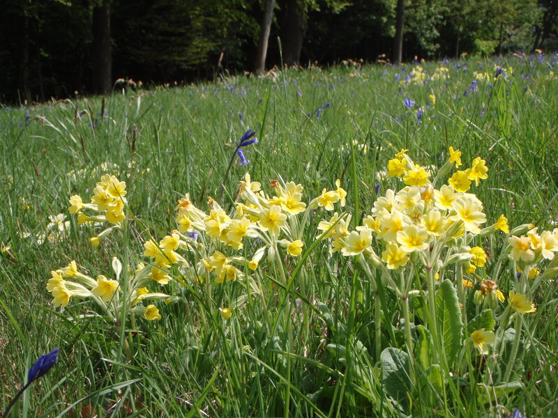 Yellow Primroses in Field