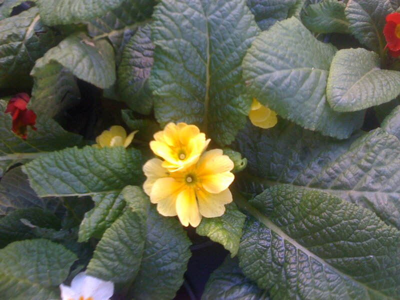yellow primroses in foliage