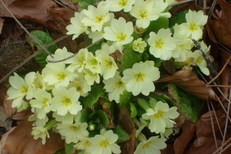 yellow primroses in forest