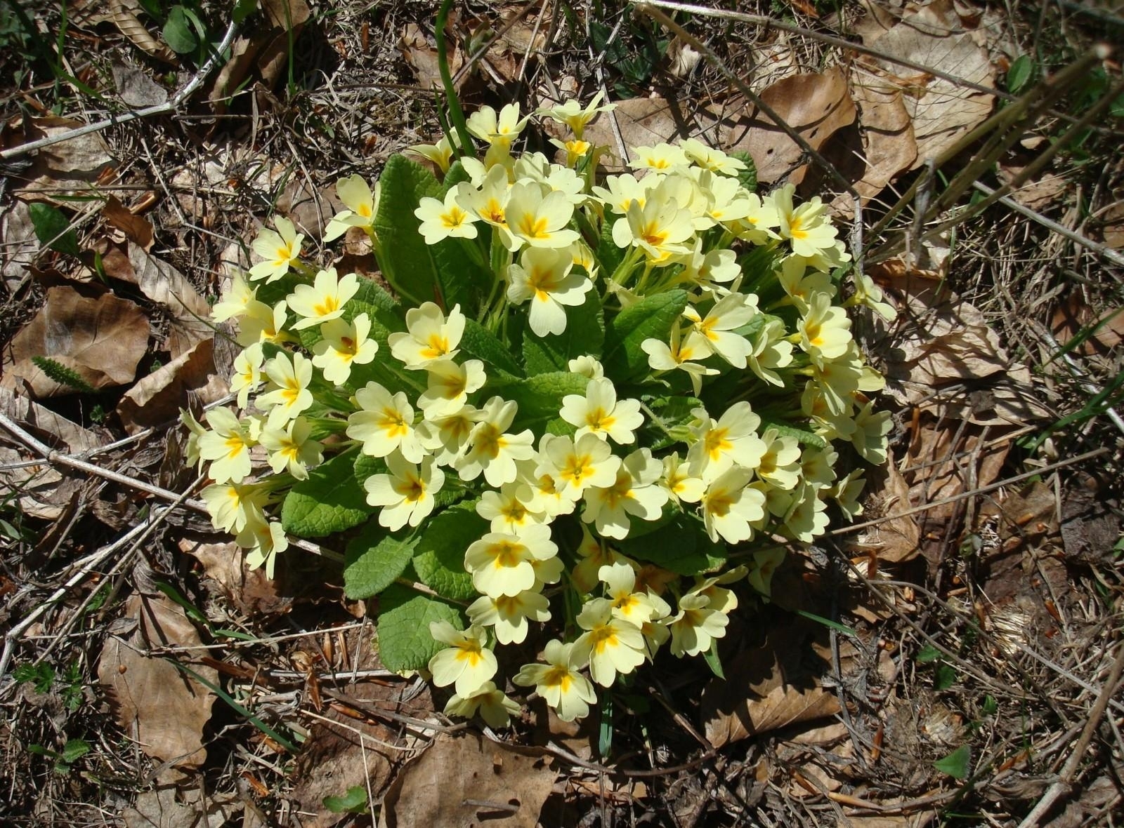 Yellow primroses in forest