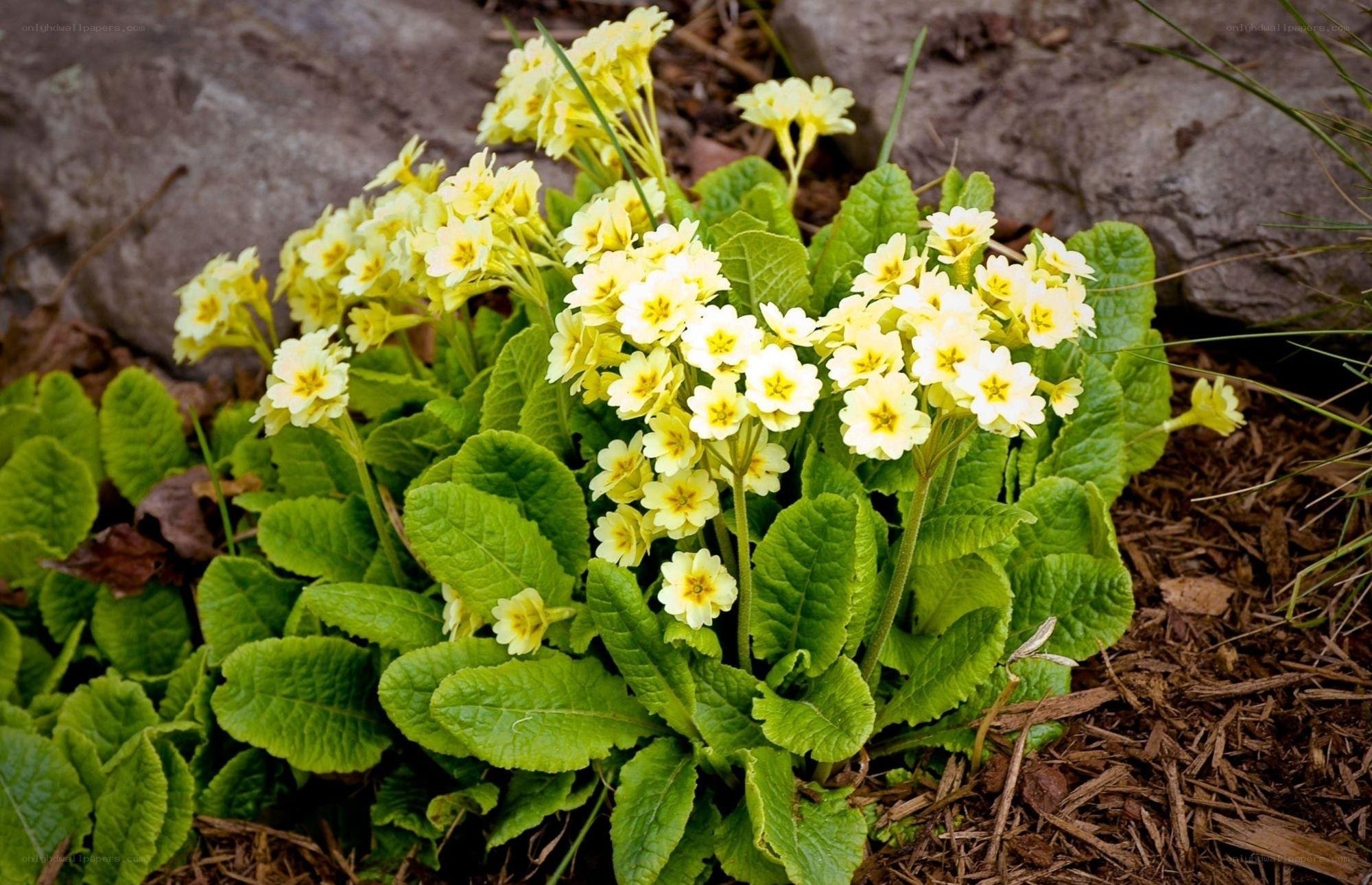 yellow primroses in garden