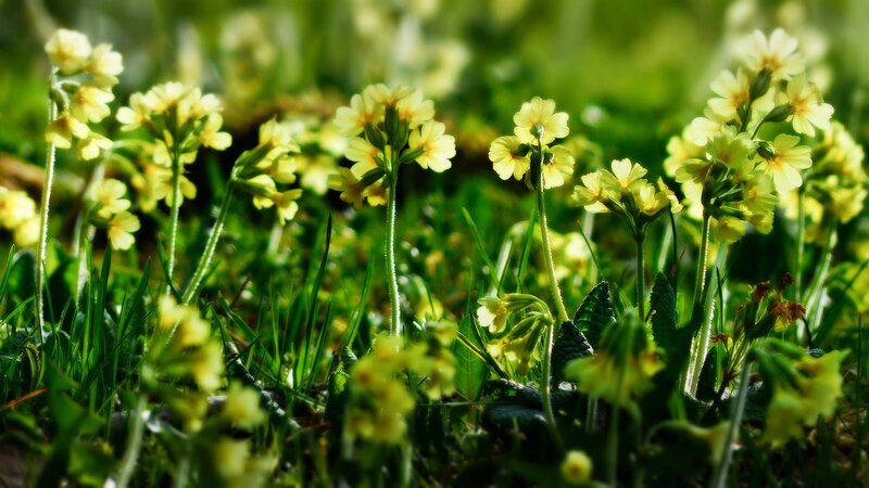 Yellow Primroses in Grass — Green