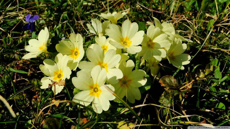 Yellow Primroses in Grass