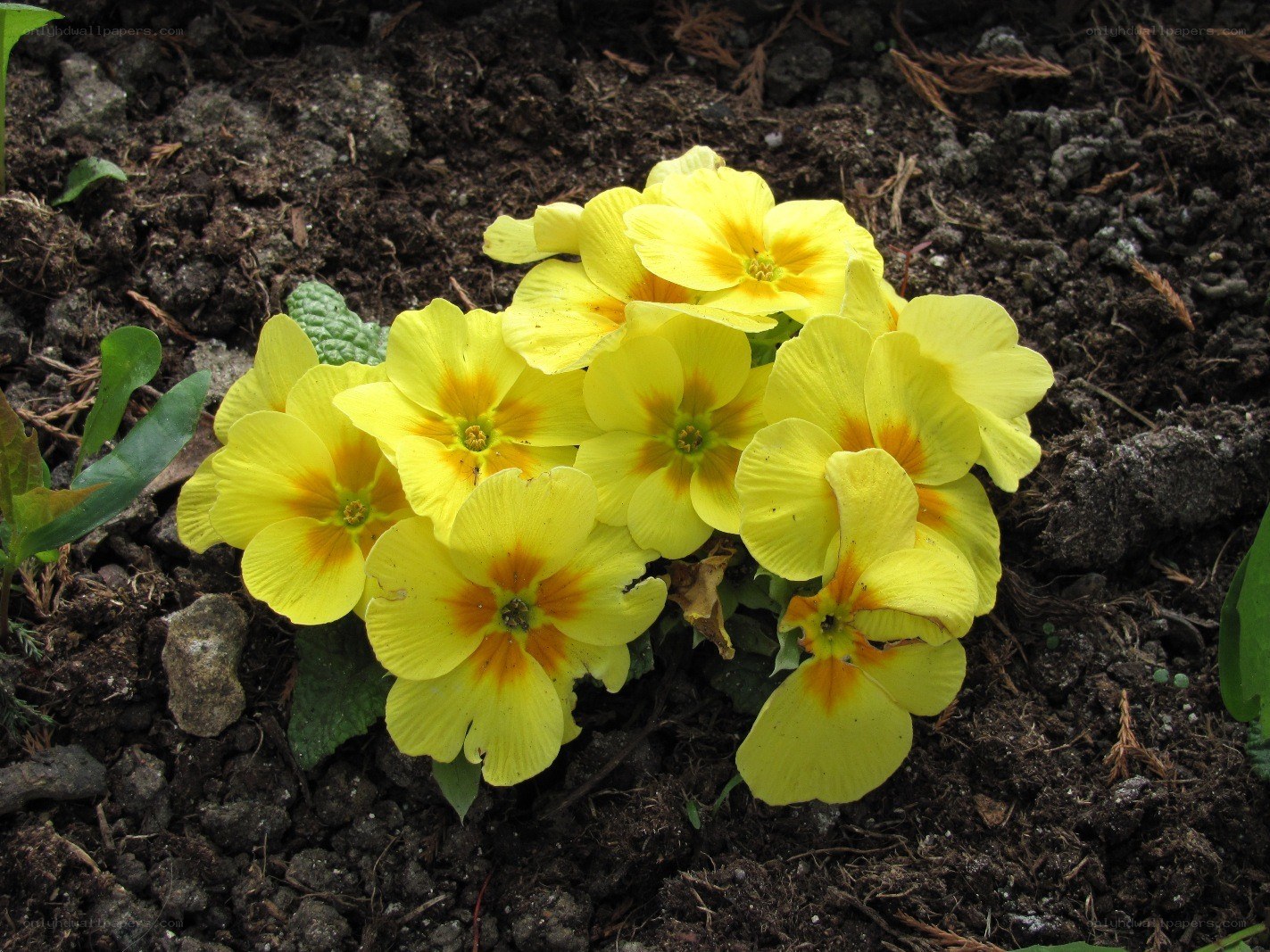 yellow primroses in soil